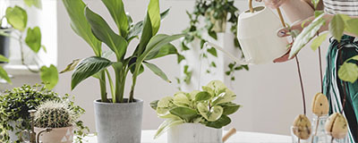 Indoor green Plants