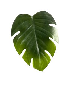 Lule artificiale, MONSTERA, pvc, jeshile, 36x45 cm