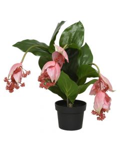 Artificial flower, in pot, Medinilla, plastic, green/pink, 49x50xH42 cm
