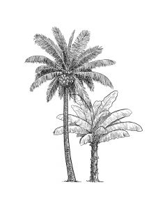 Letër ngjitëse dekorative, Palm  Tree, Pvc/letër, bardh/e zi, 134x0.1xH101cm