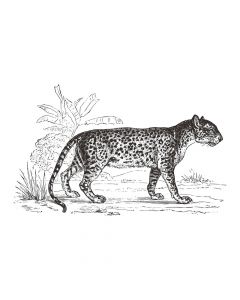 Letër ngjitëse dekorative, Leopard, Pvc, e zezë/e bardhë, 125x78xH0.1 cm