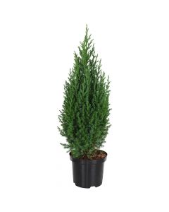 Juniperus chin stricta v19 h65