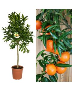 Citrus reticulata "Clementino" v26