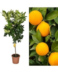 Citrus lemon v26