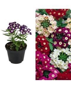 Verbena v10