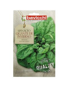 Spinach Winter giant