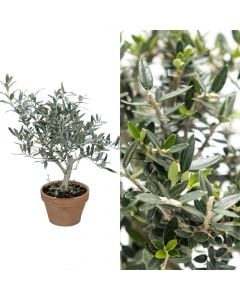 Ornamental olive
