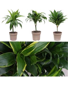 Dracaena mix 1 plant v.17 h.60, janet lind, golden coast