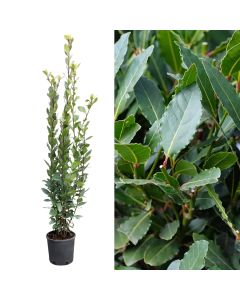 Laurel, laurus nobilis v.18 h.130