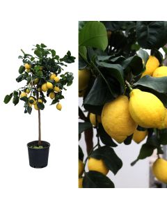 Italian lemon 4 times, lunario, citrus limon v.26, albero