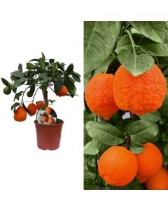 Italian lemon, lima rossa, citrus aurantifolia v.15, mini albero