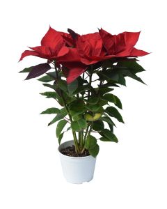 Poinsettia, Christmas flower v.17 h.55-70