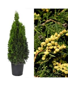 Thuja v.32 h.100-120