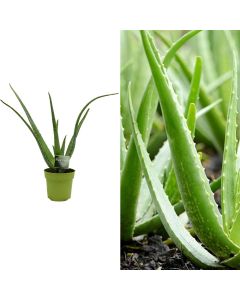 Aloe vera v.12 h.30-45