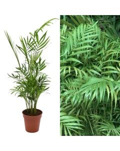 Chamaedorea elegans v.9 h.50