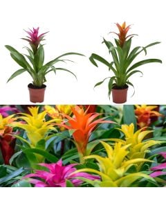 Guzmania mix v.10 h.30-35