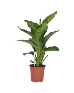 Dieffenbachia mix v.22 h.75-90