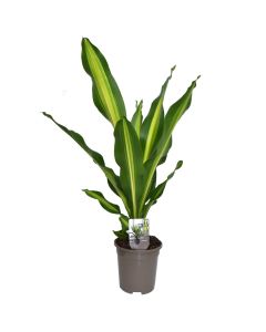 Dracaena lemon lime  v.17 h.45-60