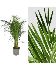 Dypsis lutescens, areca v.24 h.145-165