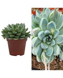 Echeveria elegans v.9 h.12