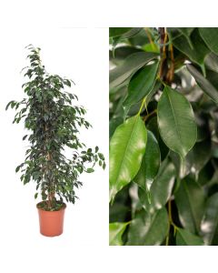Ficus benjamina v.27 h.130-150