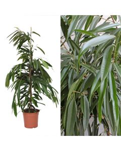 Ficus binnendijkii v.27 h.150