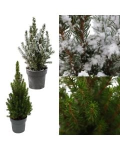 Natyral tree mix, picea v.14 h.40-55