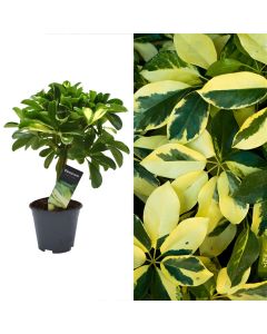 Schefflera gold capella v.14 h.45