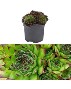 Sempervivum mix v.9 h.10