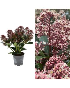 Skimmia japonica rubella v.13 h.30-40