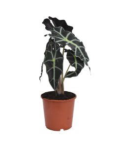 Alocasia polly v.17 h.55