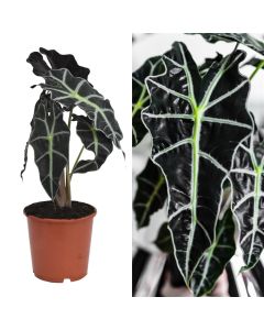 Alocasia polly v.17 h.45-60