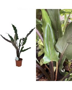 Alocasia lauterbachiana v.17 h.85