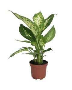 Dieffenbachia v.9 h.30