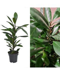 Ficus cyathistipula v.17 h.66