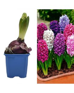 Hyacinthus mix 1 pp v.7 h.15