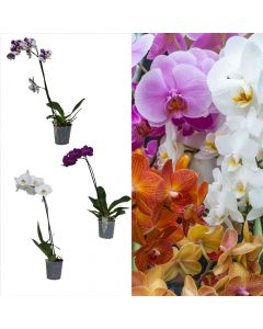 Phalaenopsis, orkide 1 plant  v.12 h.50