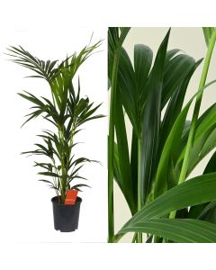 Kentia howea forsteriana v.21 h.120-130