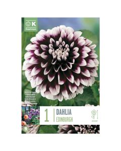 Bulbs, dahlia edinburgh, 1 pieces/pack