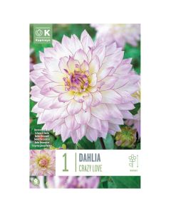 Bulbs, dahlia crazy love, 1 pieces/pack