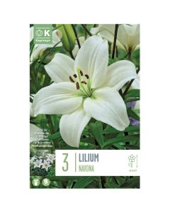 Bulbs, lilium navona, 3 pieces/pack