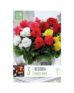 Bulbs, begonia double mixed colours, 3 pieces/pack