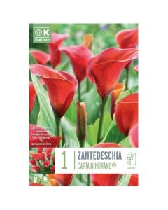 Bulbs, zantedeschia captain murano syn.calla, 1 pieces/pack
