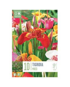 Bulbs, tigridia pavonia mixed, 10 pieces/pack