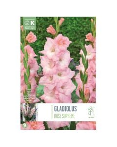 Bulba, gladiolus rose supreme