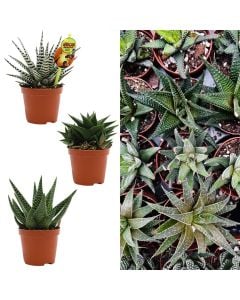 Haworthia mix v.10 h.12-18