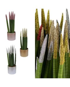 Sansevieria cylindrica mix v.9 h.30, velvet touchz