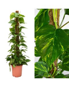 Epipremnum moss stick v.21 h.85-100