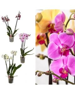 Phalaenopsis, orkide 3 plant v.12 h.70