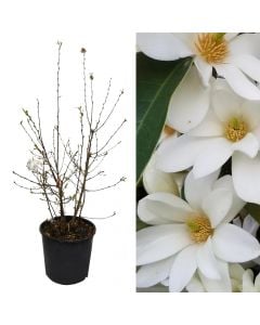 Magnolia japanese v.28 h.100